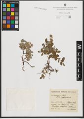 Foto von Salix pyrenaica Gouan